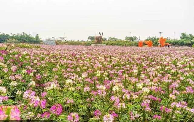 草坪有哪幾種分類(lèi)你知道嗎? 草坪有哪幾種分類(lèi)你知道嗎?