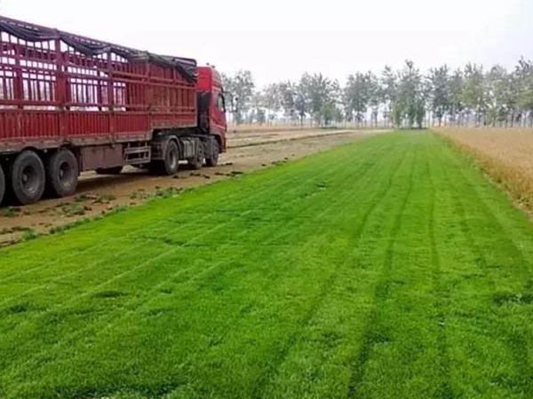 果嶺草與馬尼拉有什么區(qū)別 果嶺草與馬尼拉有什么區(qū)別