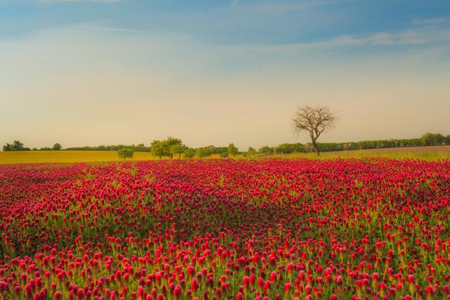 紅三葉種植技術(shù)介紹,多樣用處的三葉草 紅三葉種植技術(shù)介紹,多樣用處的三葉草