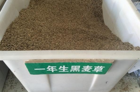 冬天適合播種的牧草——一年生黑麥草