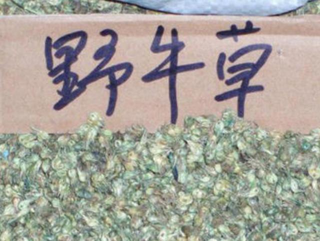 野牛草種植技術(shù)以及養(yǎng)護(hù)管理方法有哪些 野牛草種植技術(shù)以及養(yǎng)護(hù)管理方法有哪些