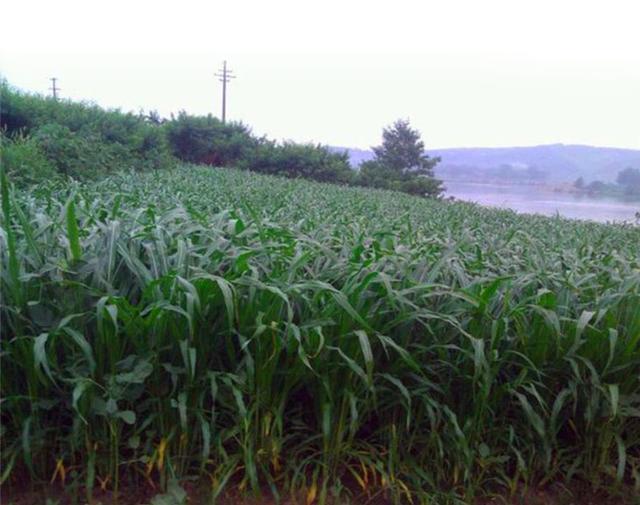 種植墨西哥玉米草必須要了解的事情 種植墨西哥玉米草必須要了解的事情