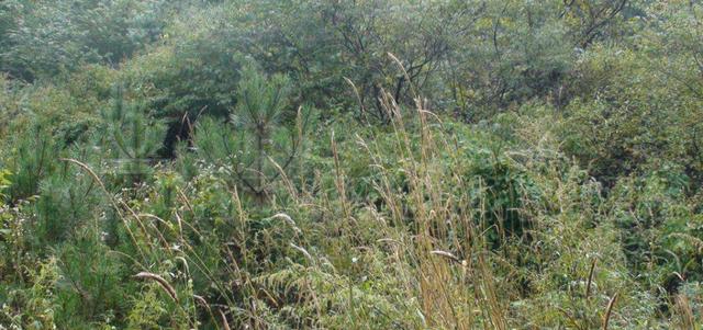 想種植披堿草,又不知道種植方法,這有幾個(gè)方法 想種植披堿草,又不知道種植方法,這有幾個(gè)方法