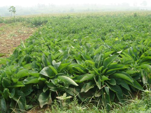 魯梅克斯的前景應(yīng)用,主要特點(diǎn)是什么? 魯梅克斯的前景應(yīng)用,主要特點(diǎn)是什么?