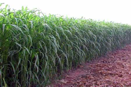 優(yōu)質(zhì)的牧草——蘇丹草,怎么種植可以高產(chǎn) 優(yōu)質(zhì)的牧草——蘇丹草,怎么種植可以高產(chǎn)