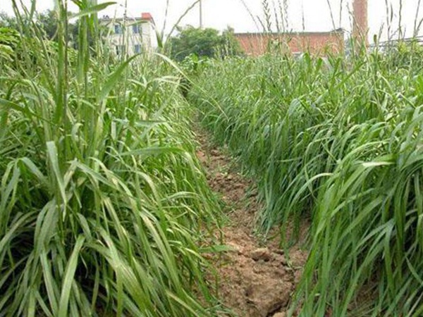 墨西哥玉米草種子哪家公司有賣？育苗方法是什么？