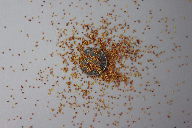 種植白三葉草種之前需要幾個步驟，什么時候種植比較好