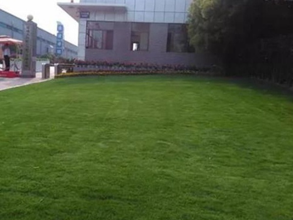 果嶺草草種冬季管理方法以及養護技術的標準 果嶺草草種冬季管理方法以及養護技術的標準