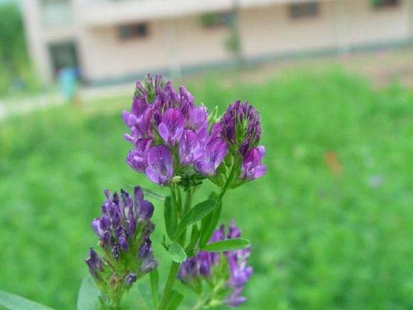 “牧草之王”紫花苜蓿怎么種植比較好，什么時候能種植比較合適？
