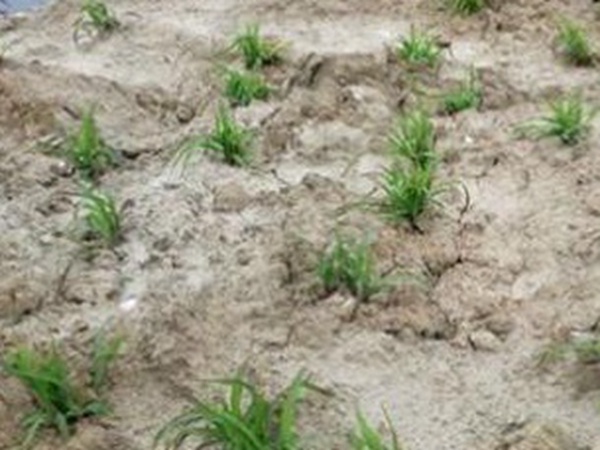 墨西哥玉米草出苗成活率是什么原因，怎么樣提高成活率？