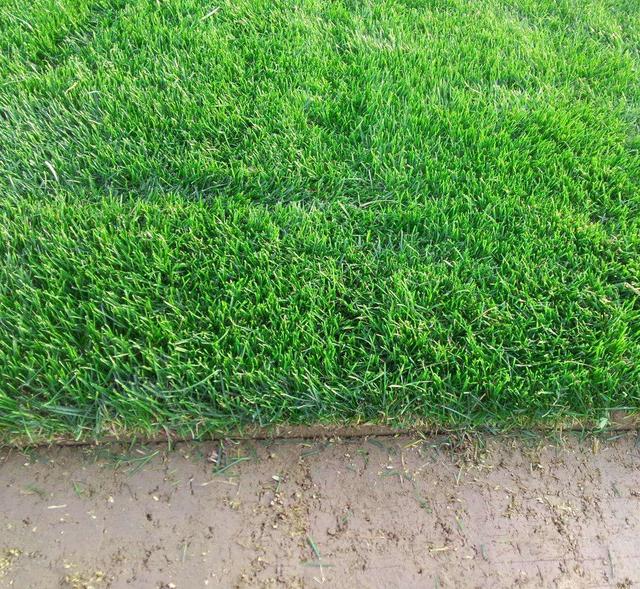 園林里的一片綠——果嶺草的綠化 園林里的一片綠——果嶺草的綠化