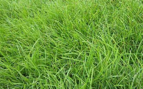 優(yōu)質(zhì)牧草種子紫羊茅優(yōu)點(diǎn)有哪些，還有哪些需要注意的