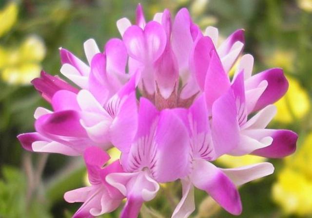 種植紫云英技巧方法,重視蟲害,要想產量高要注意的問題 種植紫云英技巧方法,重視蟲害,要想產量高要注意的問題