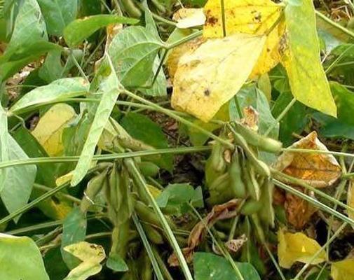 黑豆種植方法有哪些?什么時候播種比較合適? 黑豆種植方法有哪些?什么時候播種比較合適?