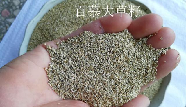 百慕大草坪經濟價值以及播種管理技術 百慕大草坪經濟價值以及播種管理技術