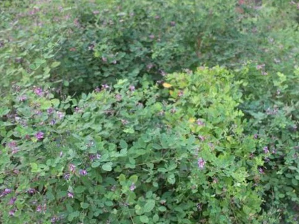 落葉灌木30——胡枝子生態(tài)習(xí)性 落葉灌木30——胡枝子生態(tài)習(xí)性