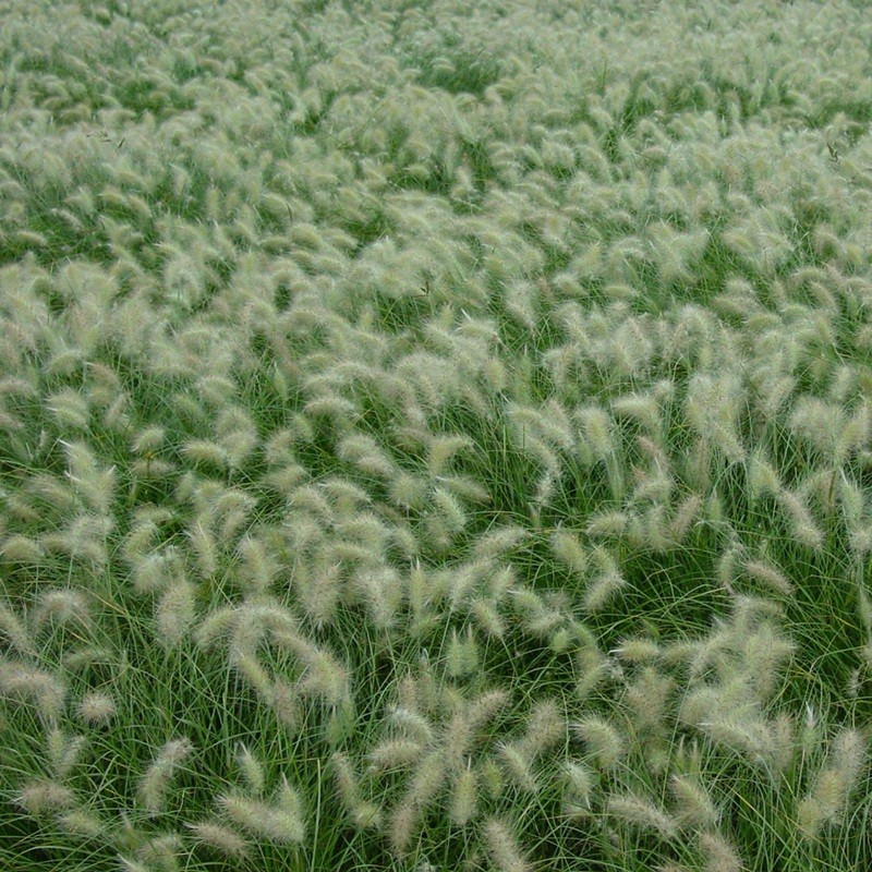 東方狼尾草 東方狼尾草