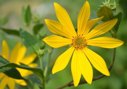 優(yōu)質(zhì)的牧草---串葉松香草,基本詳情介紹 優(yōu)質(zhì)的牧草---串葉松香草,基本詳情介紹