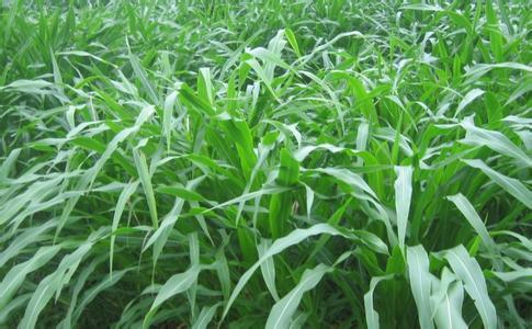 墨西哥玉米草有這些優勢,你懂嗎 墨西哥玉米草有這些優勢,你懂嗎