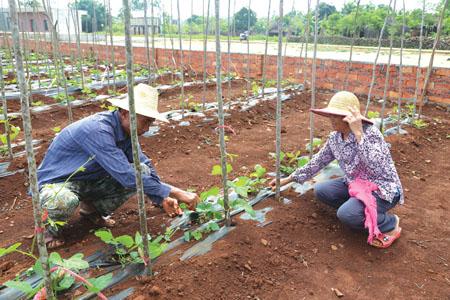 葛根扦插育苗種植方法需要注意什么以及處理方法 葛根扦插育苗種植方法需要注意什么以及處理方法