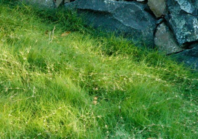 野牛草種植技術(shù)以及養(yǎng)護(hù)管理方法有哪些 野牛草種植技術(shù)以及養(yǎng)護(hù)管理方法有哪些