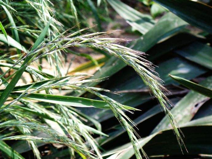 披堿草的栽培技術和如何利用 披堿草的栽培技術和如何利用