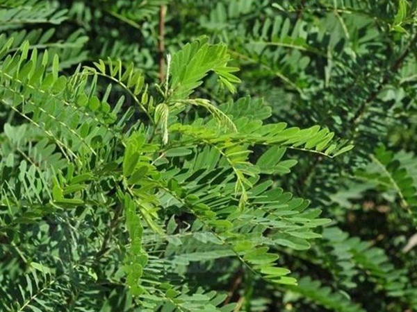 護坡灌木——紫穗槐經濟價值應用 護坡灌木——紫穗槐經濟價值應用