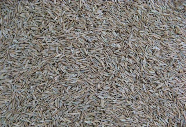 多年生黑麥草在我國的發(fā)展形式為何會(huì)這么的好？