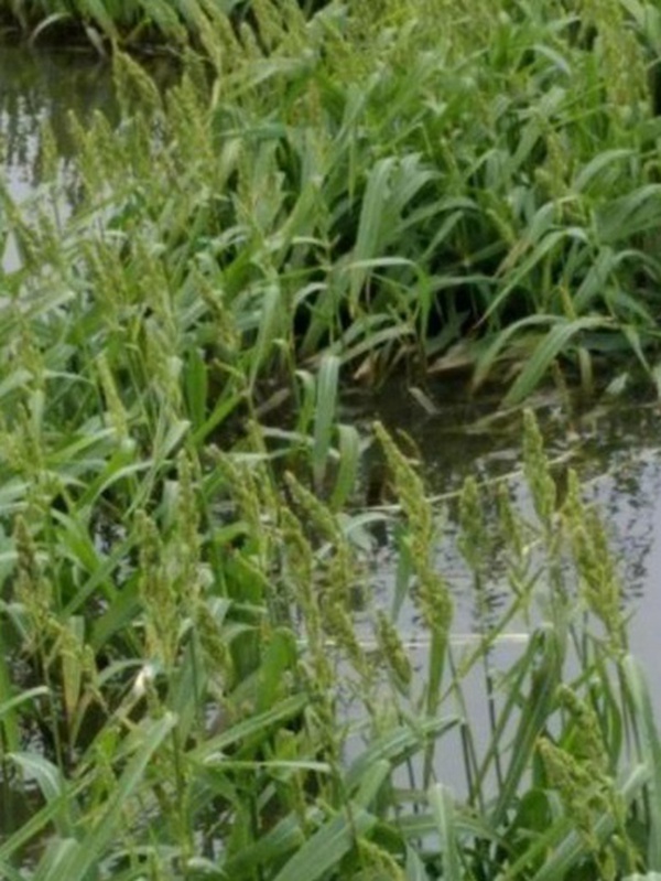 小米草的種植要求之小龍蝦養(yǎng)殖要求 小米草的種植要求之小龍蝦養(yǎng)殖要求