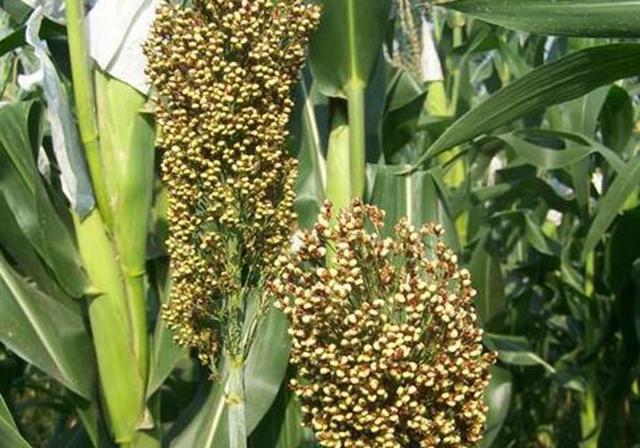 甜高粱栽培,田間管理方法有哪些 甜高粱栽培,田間管理方法有哪些