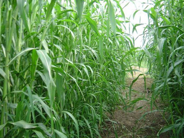 種植牧草需要注意的地方有很多，需要注意什么？