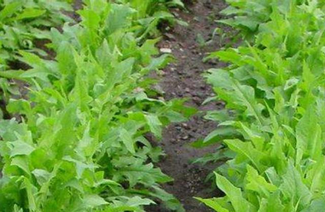 在田間小路看見的優(yōu)質(zhì)牧草-苦荬菜種植技術(shù)及品種價值 在田間小路看見的優(yōu)質(zhì)牧草-苦荬菜種植技術(shù)及品種價值