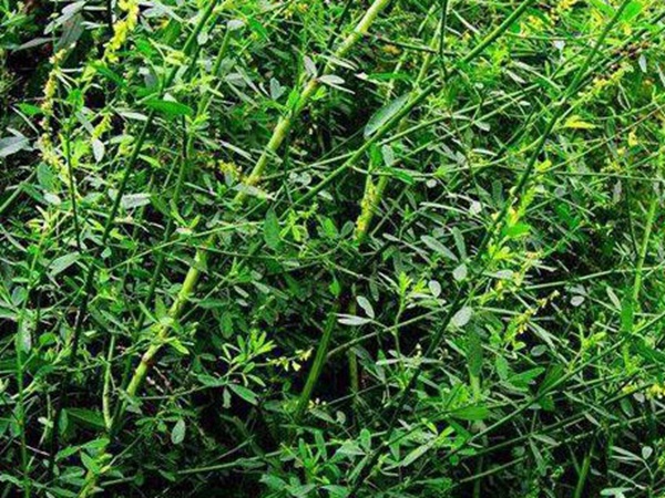 草木樨種子去哪里買比較好?育苗方法有哪些? 草木樨種子去哪里買比較好?育苗方法有哪些?