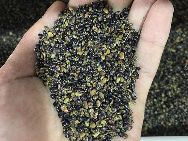 胡枝子的種植技術介紹,什么時候播種最佳? 胡枝子的種植技術介紹,什么時候播種最佳?