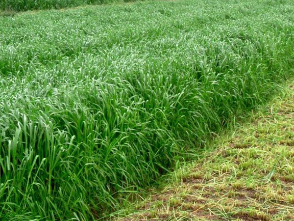 牧草養豬技術有什么需要注意的,牧草種植方法有哪些? 牧草養豬技術有什么需要注意的,牧草種植方法有哪些?