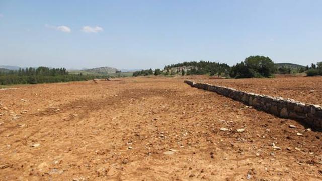 野牛草種植技術(shù)以及養(yǎng)護(hù)管理方法有哪些 野牛草種植技術(shù)以及養(yǎng)護(hù)管理方法有哪些