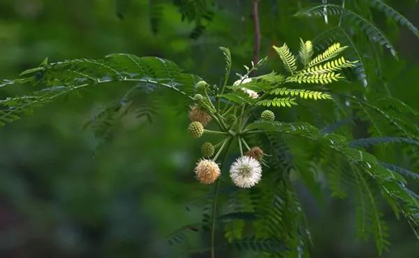 賞花——【銀合歡】主要價值
