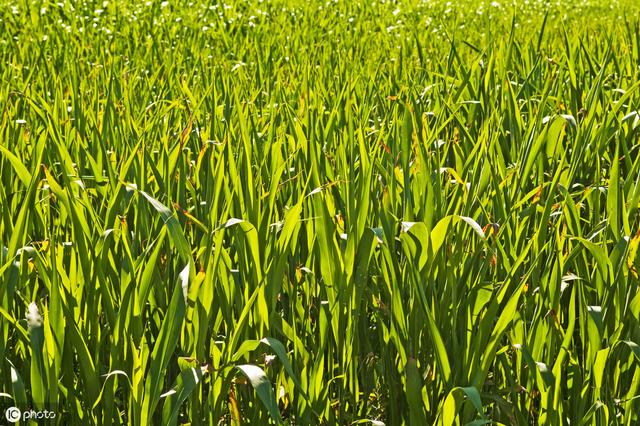 牛羊愛吃的蘇丹草,獲得高產(chǎn)量牧草需要這樣種植 牛羊愛吃的蘇丹草,獲得高產(chǎn)量牧草需要這樣種植