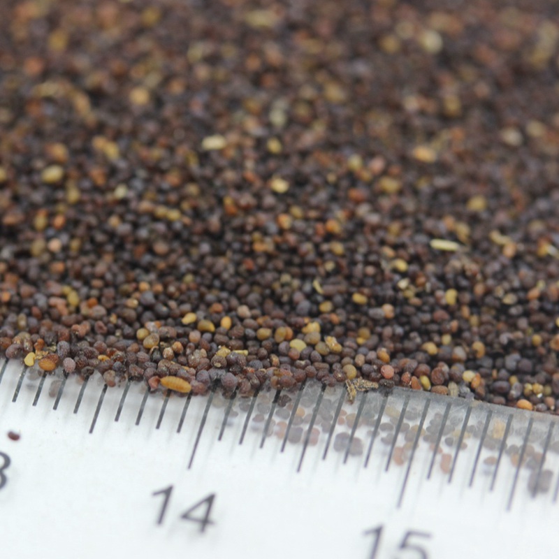 紅色虞美人 紅色虞美人