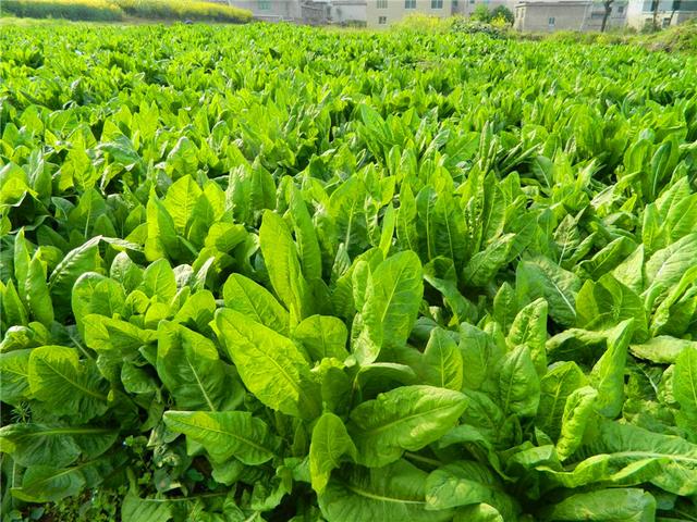 菊苣的主要價值及種植技術介紹 菊苣的主要價值及種植技術介紹