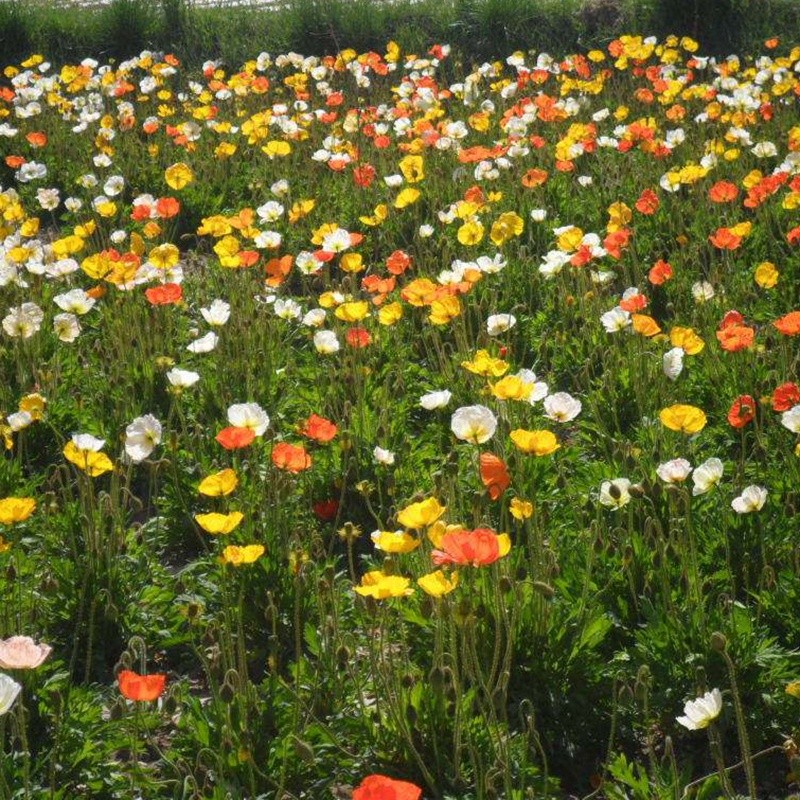 冰島虞美人 冰島虞美人