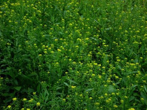 耐堿性牧草草種推薦---草木犀,種植方法是什么 耐堿性牧草草種推薦---草木犀,種植方法是什么