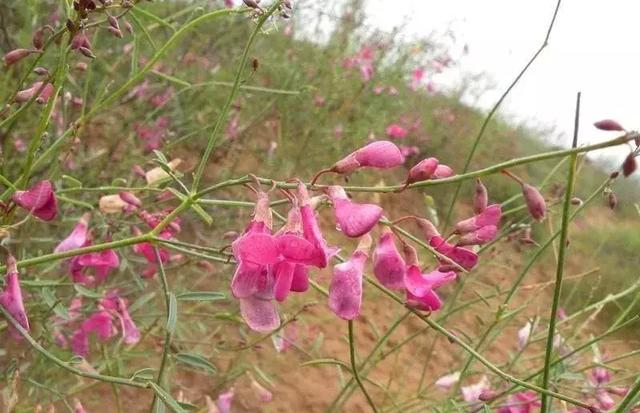 守護沙漠的花姑娘——花棒形態特征以及經濟價值 守護沙漠的花姑娘——花棒形態特征以及經濟價值