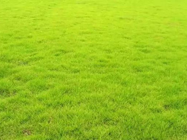 狗牙根草坪建植方法以及播種需要注意的 狗牙根草坪建植方法以及播種需要注意的