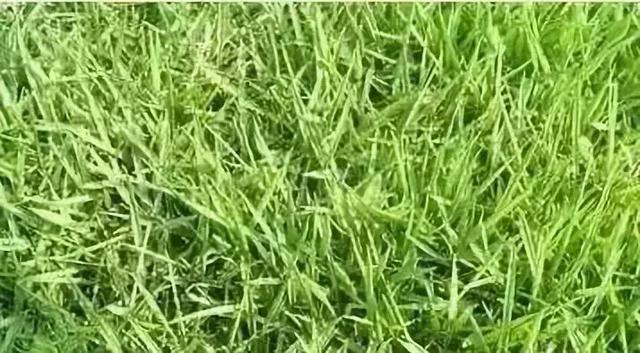 花園草坪的種植方法與養護管理經驗 花園草坪的種植方法與養護管理經驗