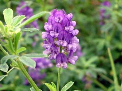 紫花苜蓿草如何種植,紫花苜蓿種植需要幾個步驟? 紫花苜蓿草如何種植,紫花苜蓿種植需要幾個步驟?