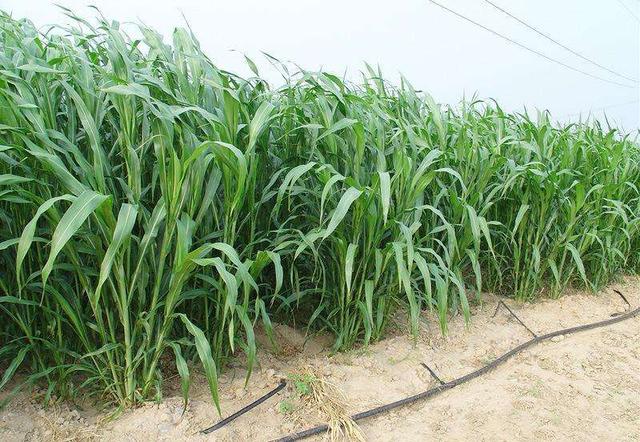 優(yōu)質(zhì)牧草——高丹草,種植高丹草種子如何高產(chǎn)? 優(yōu)質(zhì)牧草——高丹草,種植高丹草種子如何高產(chǎn)?