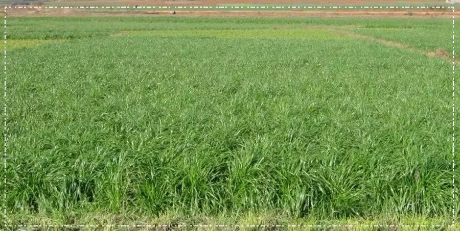 一年生黑麥草基本介紹,和多年生黑麥草有什么區別 一年生黑麥草基本介紹,和多年生黑麥草有什么區別