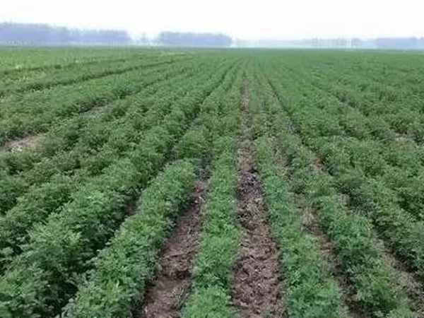 紫花苜蓿春季播種栽培技術 紫花苜蓿春季播種栽培技術