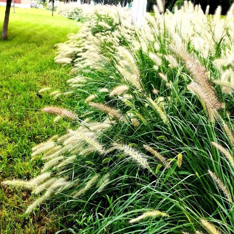 東方狼尾草 東方狼尾草